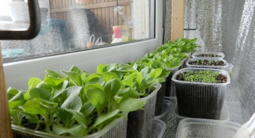 Než doma je lepší krmit tabák po zasazení do země